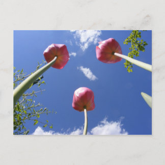 Tulips 3  'Worms eye view' ~ postcard