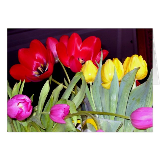 Tulips 3color (Front Horizontal)
