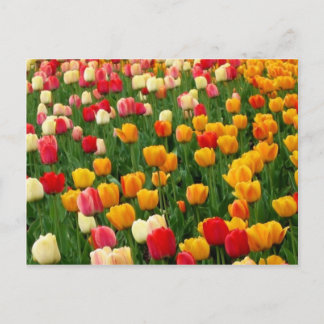 Tulips 5 Postcard