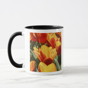 Tulips abound in Keukenhof Gardens, Holland. Mug