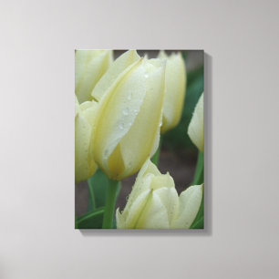 Tulips After The Rain Canvas Print