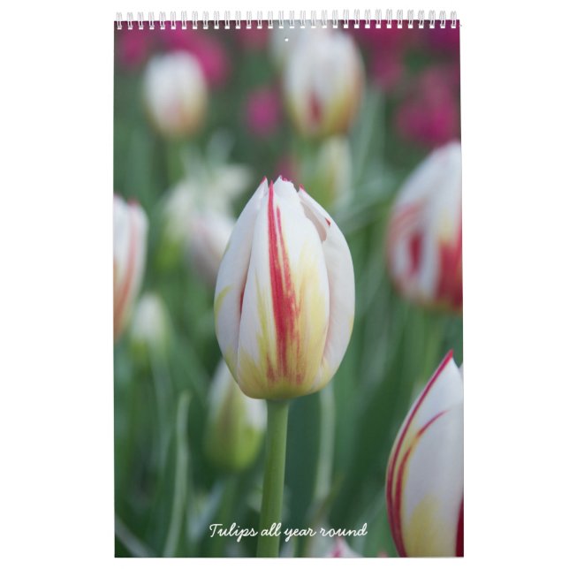 Tulips all year round calendar (Cover)