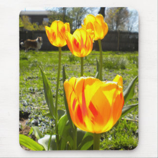 Tulips and a Collie Mouse Pad