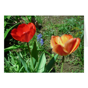 Tulips and Muscari