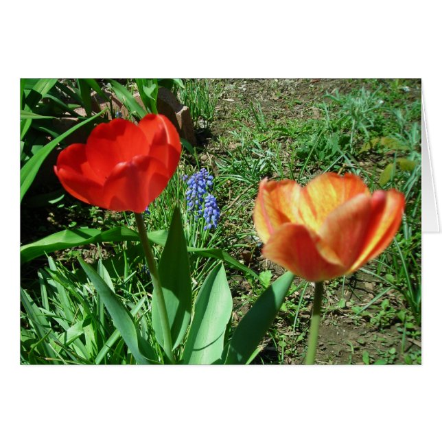 Tulips and Muscari (Front Horizontal)