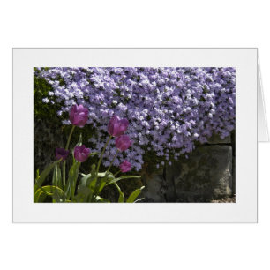 Tulips and Phlox