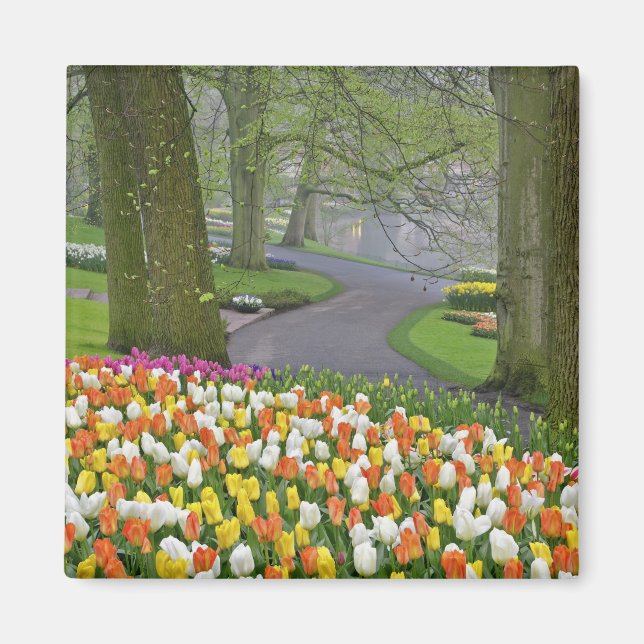 Tulips and roadway, Keukenhof Gardens, Lisse, Magnet (Front)