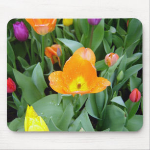 Tulips at the Eden Project, Cornwall, UK Mouse Pad