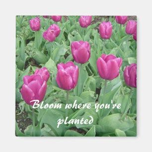 Tulips - Bloom Where You're Planted Magnet