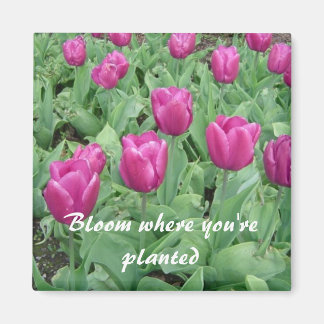 Tulips - Bloom Where You're Planted Magnet