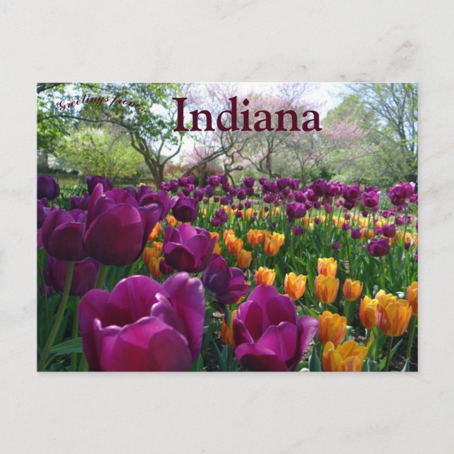 Tulips Blooming in Forest Park Indiana Postcard (Front)