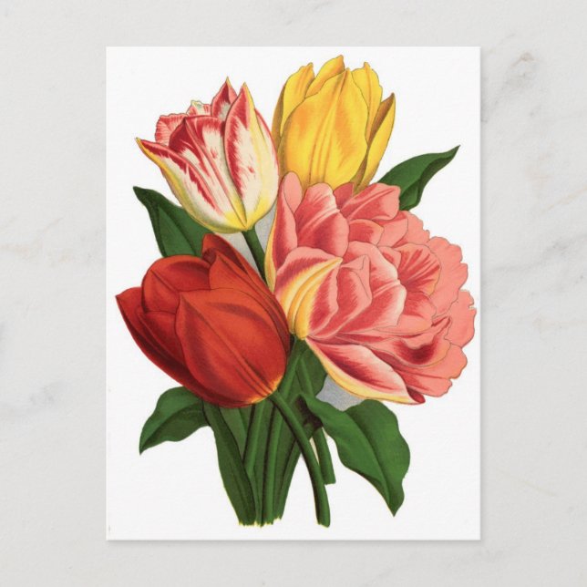 tulips blossoms vintage vines beautiful flowers postcard (Front)