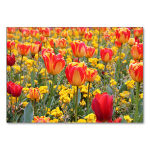 Tulips, Bright and colourful yellow and red Table Number