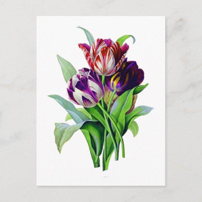 Tulips by Pierre Joseph Redoute Postcard (Front)