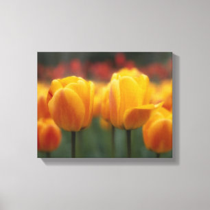 Tulips Canvas Print