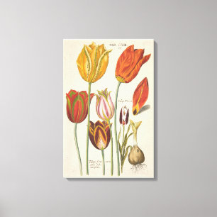 Tulips Canvas Print