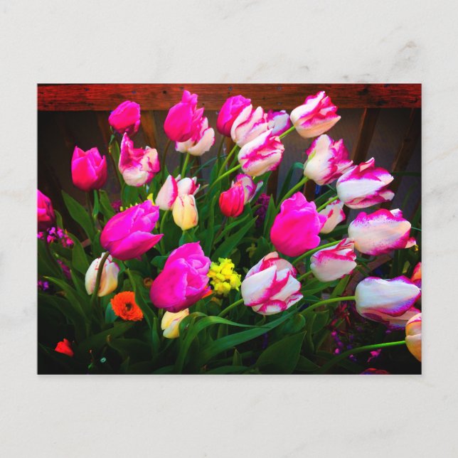 Tulips Christmas Dream and Affaire #1 Carte postal (Devant)