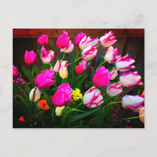 Tulips Christmas Dream and Affaire #1 Postcard