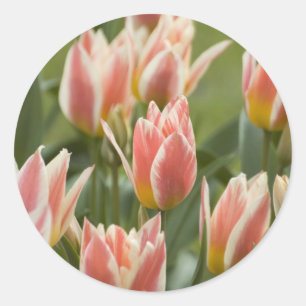 Tulips Classic Round Sticker