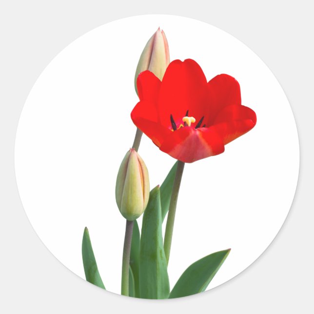 Tulips Classic Round Sticker (Front)