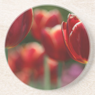 Tulips Coaster