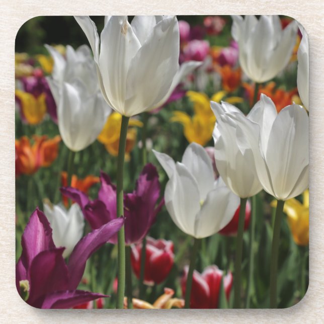 Tulips Coaster (Front)