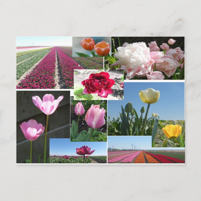 Tulips Collage do-it-yourself carte postale (Devant)