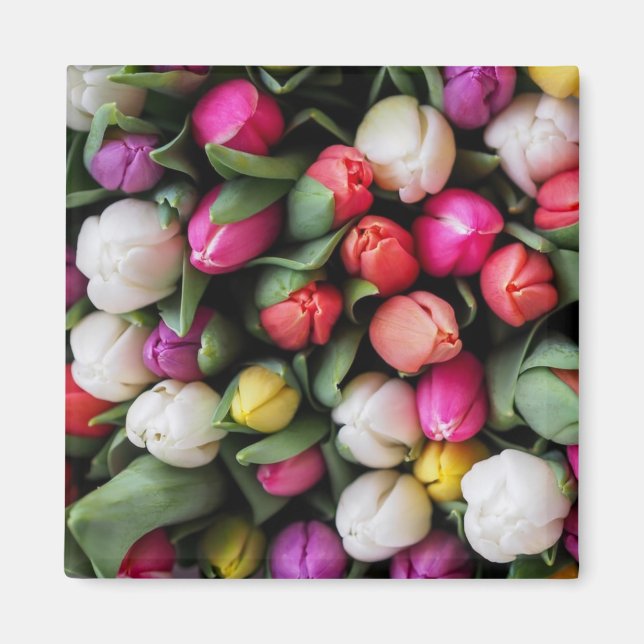 Tulips Colourful Flowers Easter Spring Magnet (Front)