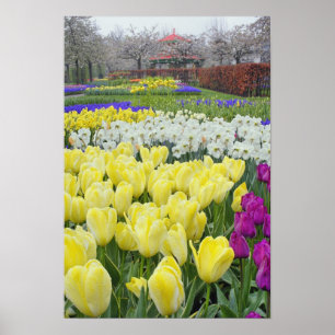 Tulips, daffodils, and Grape Hyacinth flowers, Poster