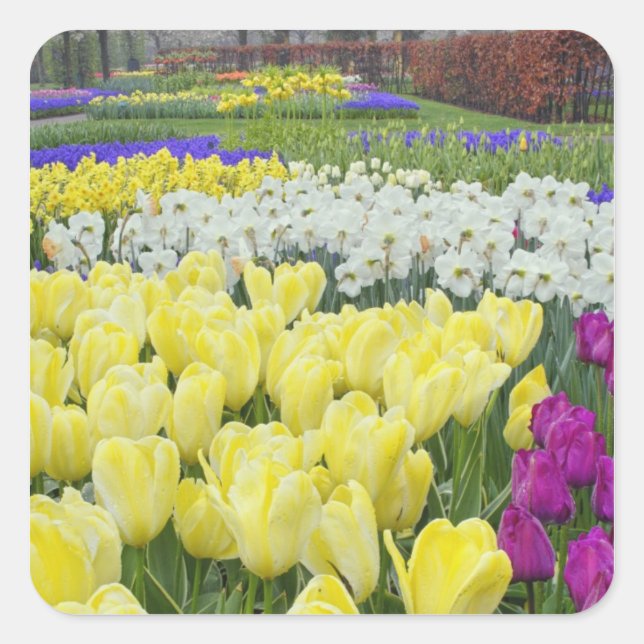 Tulips, daffodils, and Grape Hyacinth flowers, Square Sticker (Front)