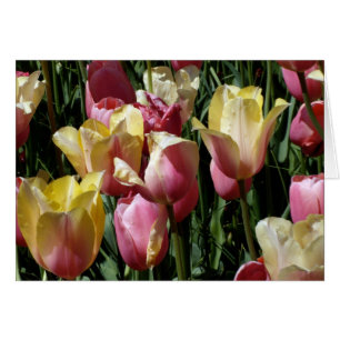 Tulips de Pink et Yellow