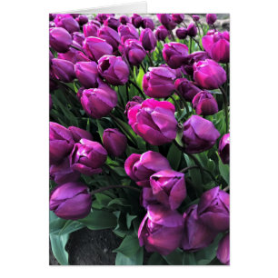 Tulips de Purple