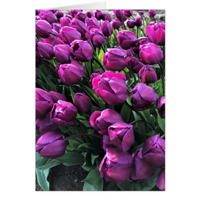 Tulips de Purple (Devant)