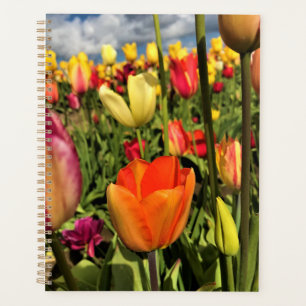 Tulips du Colorful