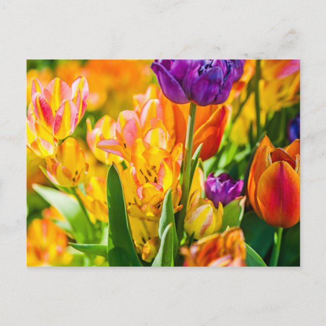 Tulips Enchanting 01 Postcard (Front)