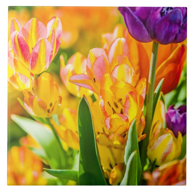 Tulips Enchanting 01 Tile (Front)