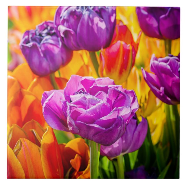 Tulips Enchanting 12a Tile (Front)