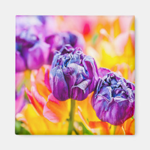 Tulips Enchanting 14 Magnet