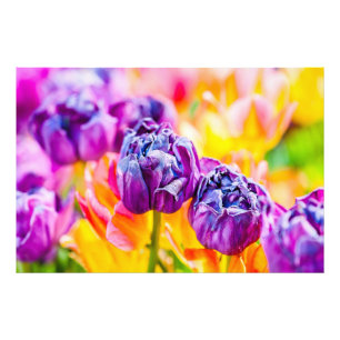 Tulips Enchanting 14 Photo Print