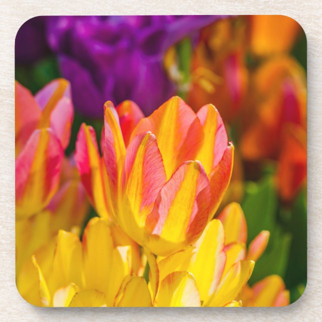 Tulips Enchanting 16 Coaster (Front)