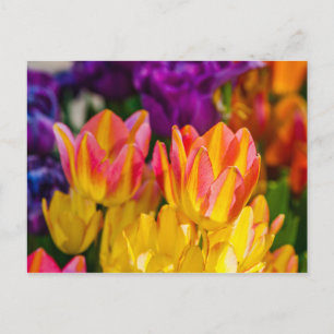 Tulips Enchanting 16 Postcard