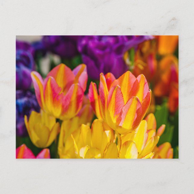 Tulips Enchanting 16 Postcard (Front)