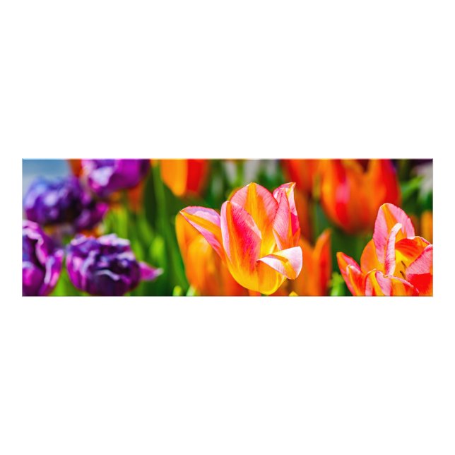 Tulips Enchanting 17 Photo Print (Front)