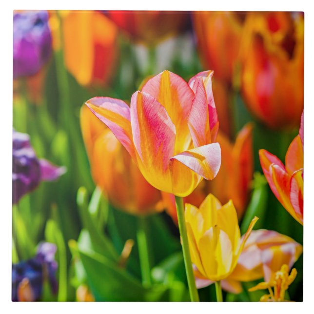 Tulips Enchanting 17 Tile (Front)