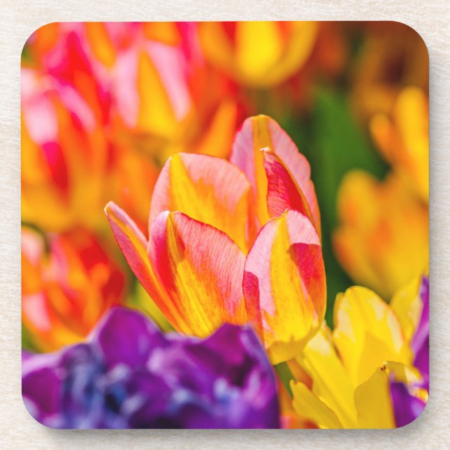Tulips Enchanting Coaster (Front)