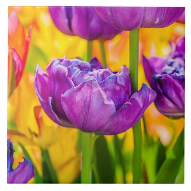 Tulips Enchanting Deep Pink Tile (Front)