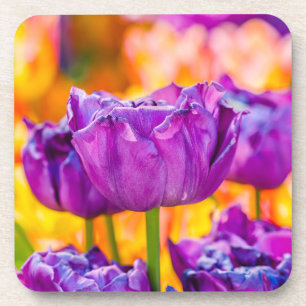 Tulips Enchanting Purple Coaster