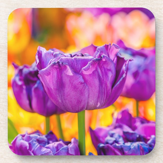 Tulips Enchanting Purple Coaster (Front)