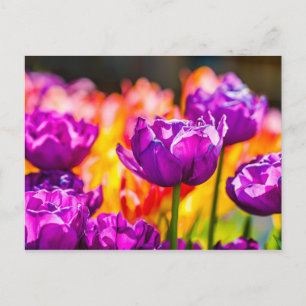 Tulips Enchanting Purple Postcard