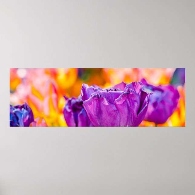 Tulips Enchanting Purple Poster (Front)
